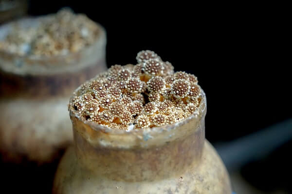 Baby chestnuts, as the pinheads form inside the bottle.