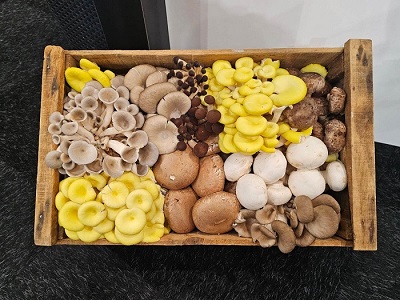 A variety box of mushrooms bound for the fresh market.