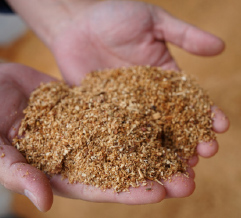 larch sawdust